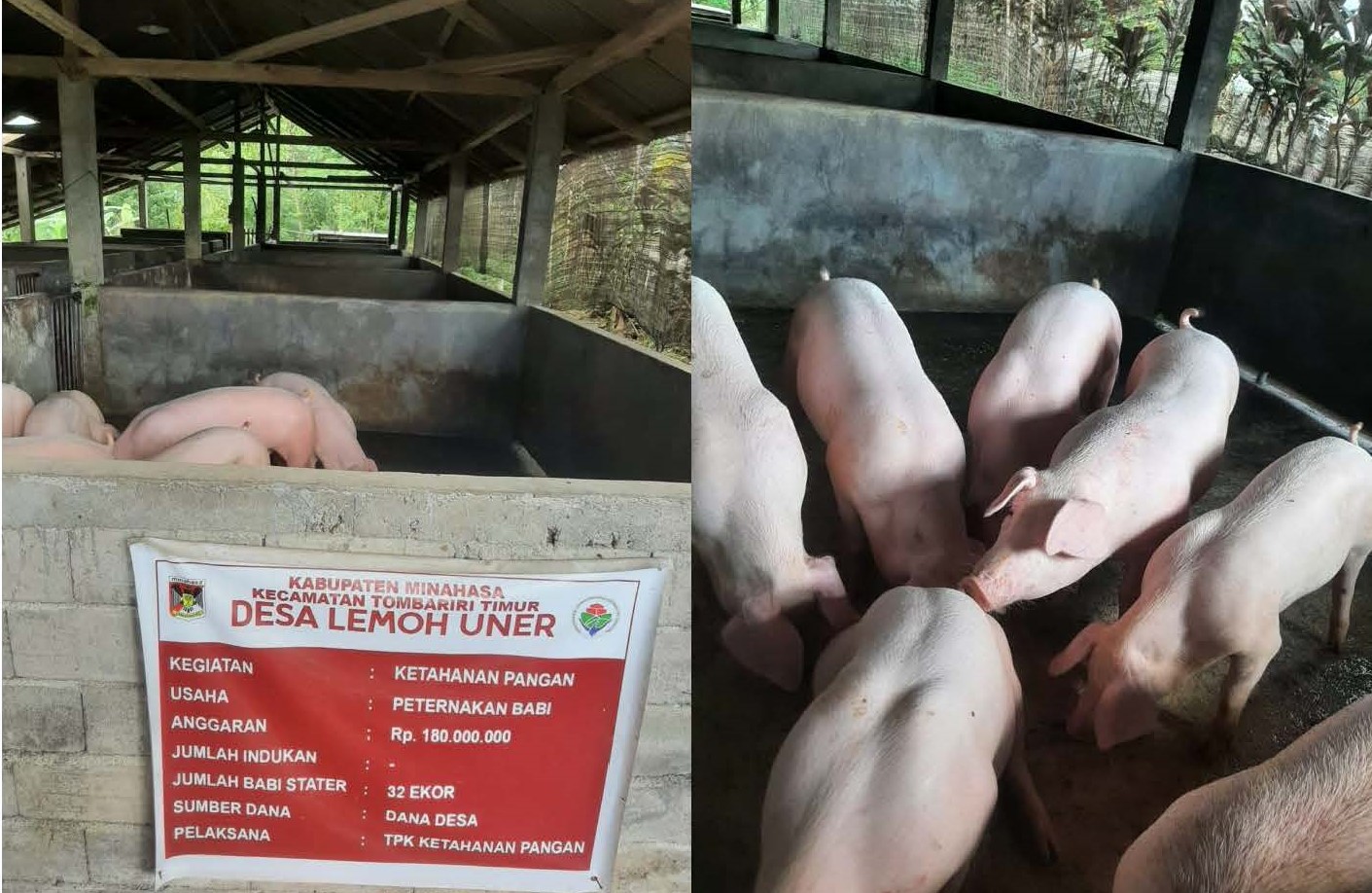 Perkuat Ketahanan Pangan, Pemdes Lemoh Uner Galakkan Peternakan Babi