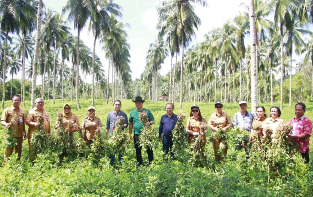 Panen Kacang Batik di Likupang Timur, Wagub Kandouw Bantu Kelompok Tani Kembangkan Usaha