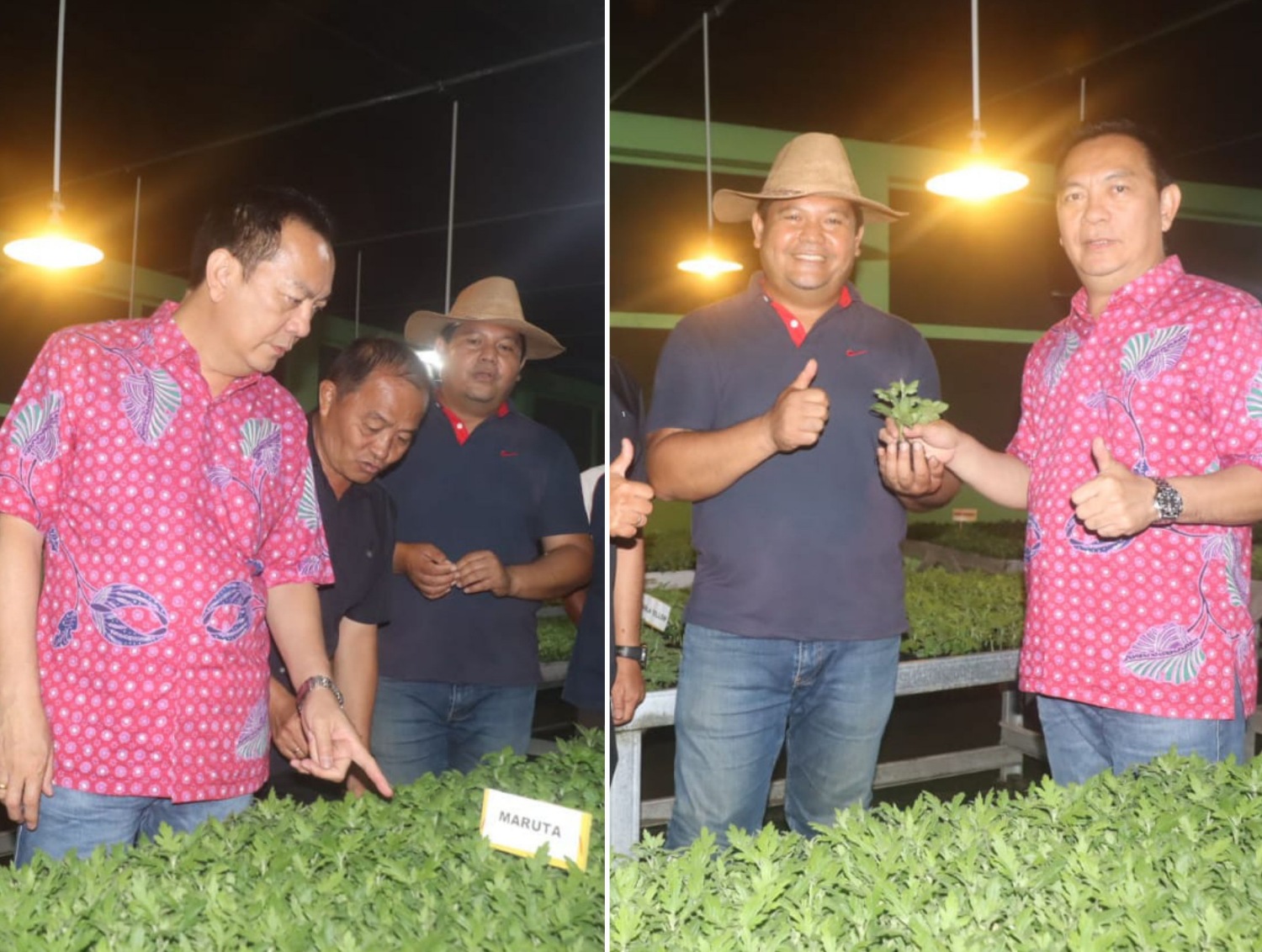 Panen Ribuan Bibit Krisan, Siap Topang TIFF 2023