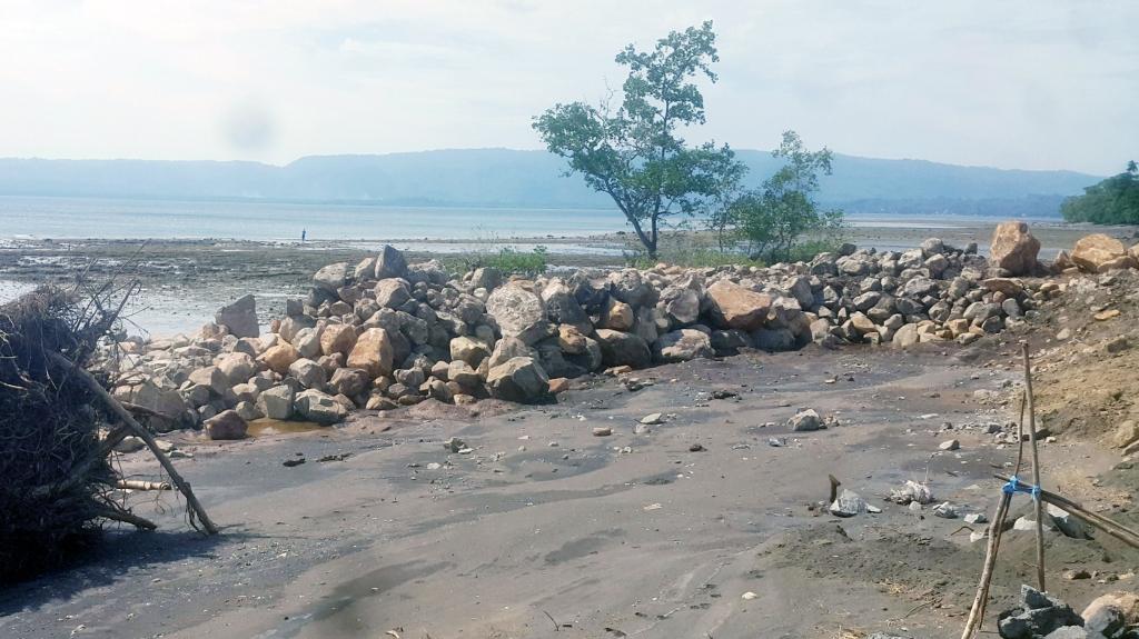 Mangrove �Hadang� Proyek Perkuatan Pantai