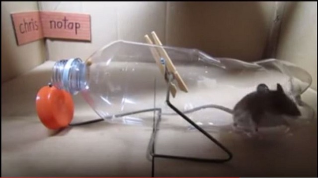 Lomba Tangkap Tikus di Lingkungan