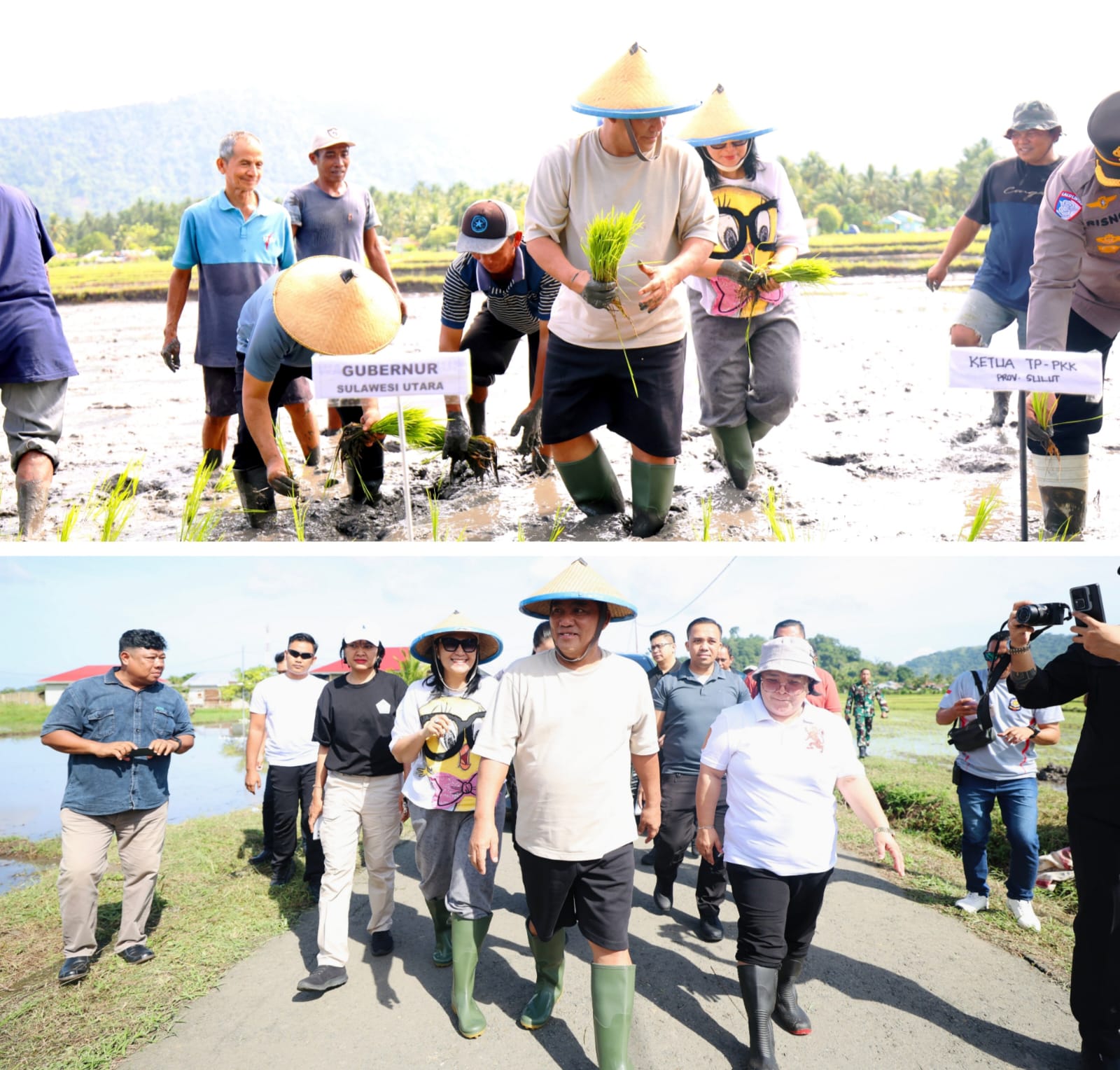 Gubernur Yulius Tanam Padi di Bolmong, Bangga Atas Produksi Sulut di 2025 Naik 233 Ton 
