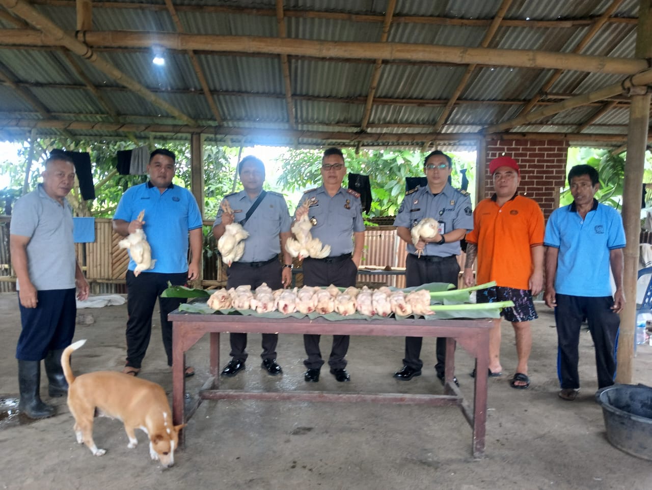 Program Pembinaan Sukses dan Produktif, Lapas Tondano Panen Perdana Ayam Daging