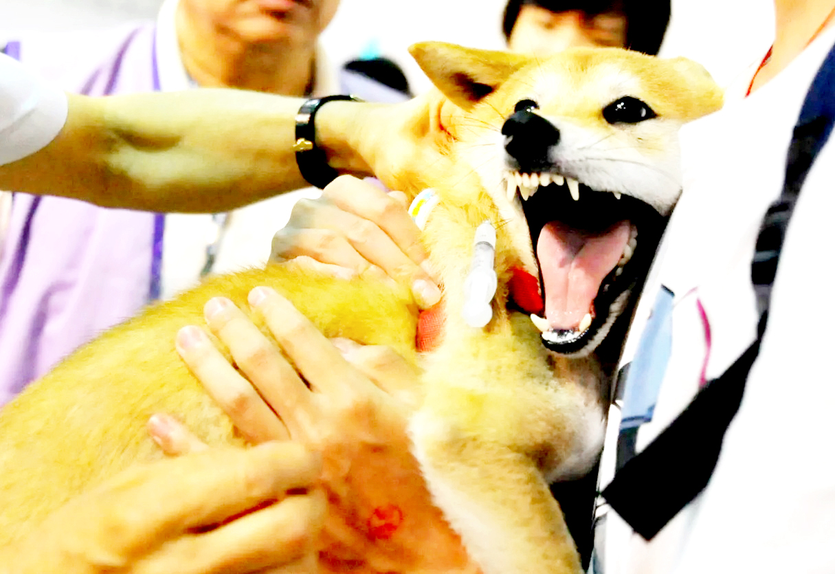 Rabies Tembus 103 Kasus di Minahasa 