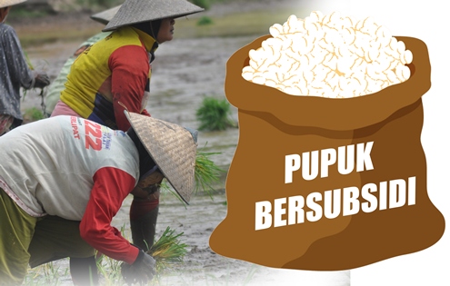 Diduga Ada Permainan, Pupuk Bersubsidi Langka