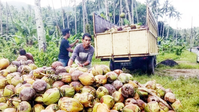 Harga Kopra Anjlok, Petani Ancam Tebang Pohon Kelapa