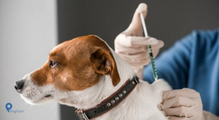 Kasus Gigitan Hewan Peliharaan Meningkat, Steaven Dandel Imbau Warga Antisipatif