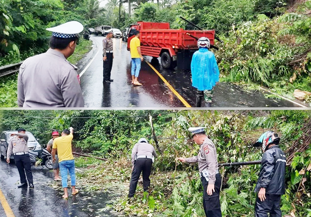 Polres Minsel Evakuasi Pohon Tumbang di Jalan Trans Desa Munte