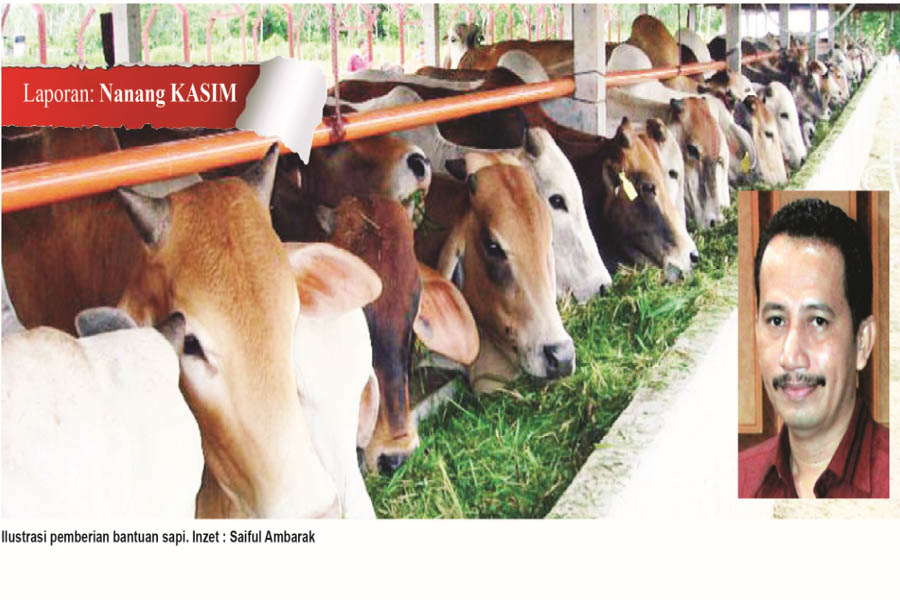Bantuan 1 Juta Sapi Kans Kandas, Bolmut Terkendala Lahan