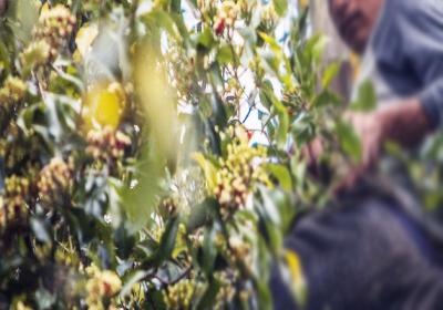 Komplotan Pencuri Cengkih Teror Mitra