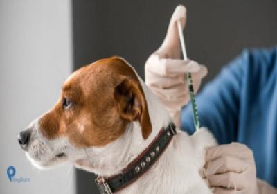 Kasus Gigitan Hewan Peliharaan Meningkat, Steaven Dandel Imbau Warga Antisipatif